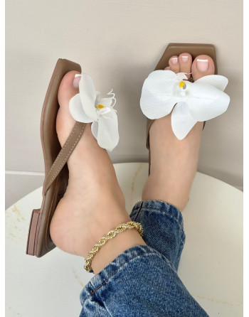 PLANA ORQUÍDEA